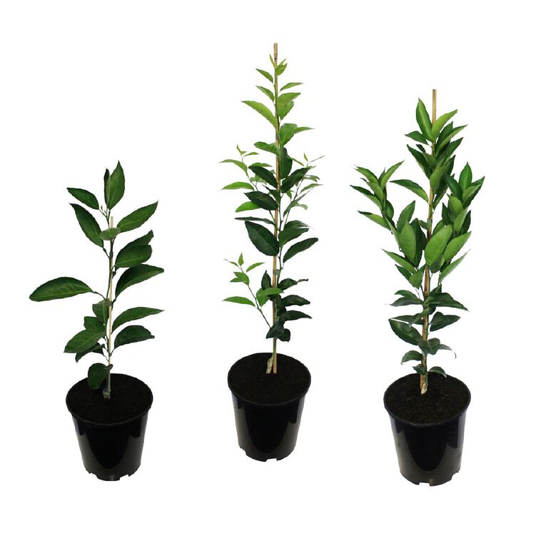 Citrus Mandarin Dwarf 4.7L, , hi-res