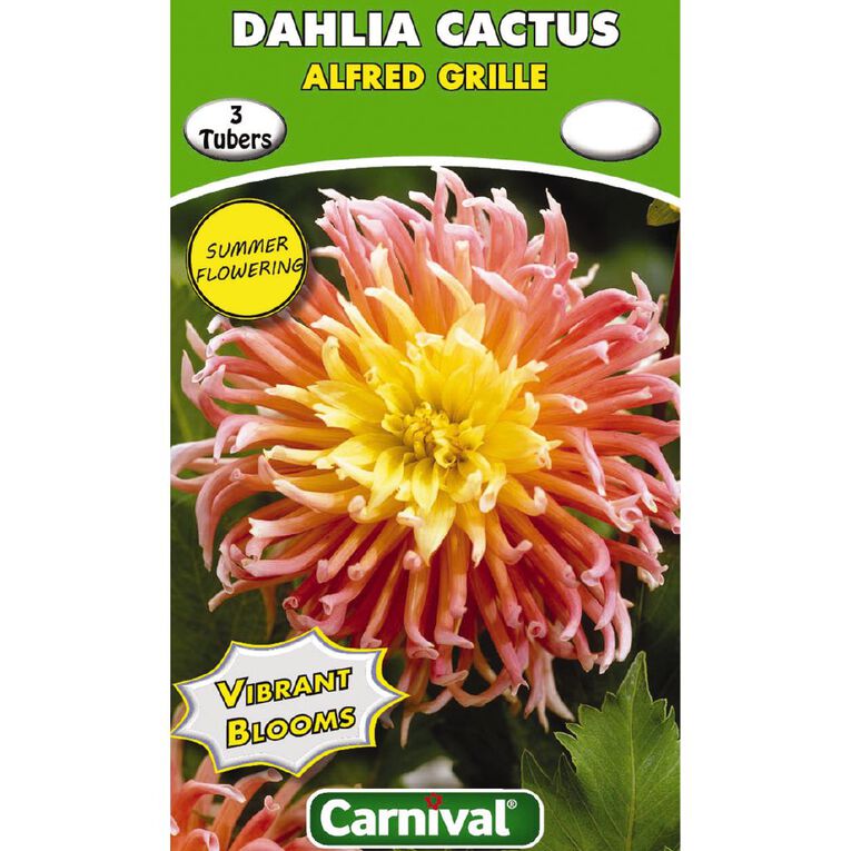 Kiwi Garden Dahlia Bulb Single Variety 3 Pack, , hi-res