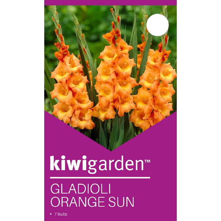 Kiwi Garden Gladioli Orange Sun 7 Pack, , hi-res