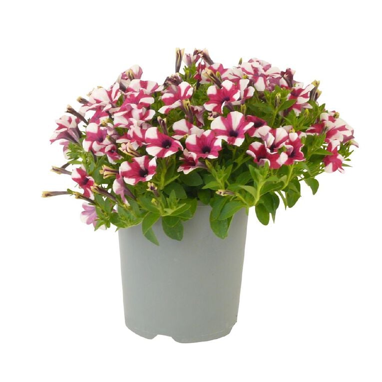 Petunia Shortcake Rasberry 1.5L, , hi-res