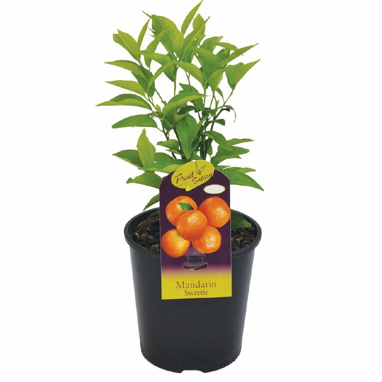 Citrus Mandarin 1.9L, , hi-res