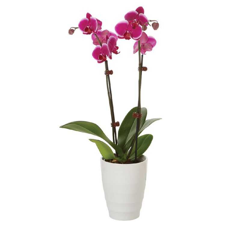 Phalaenopsis Orchid Ceramic 12cm Pot, , hi-res