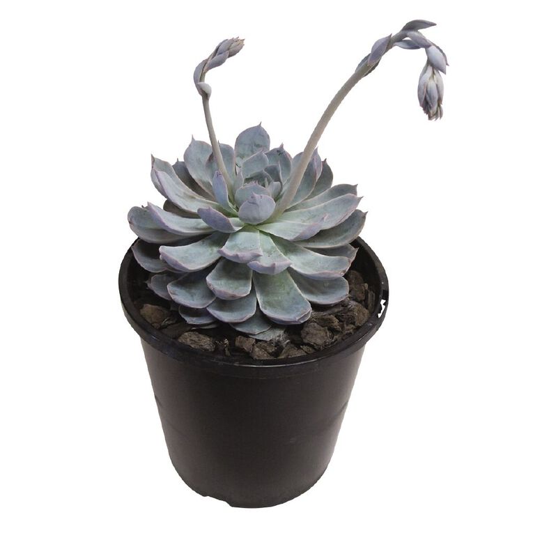 Echeveria Morning Beauty 2.4L, , hi-res