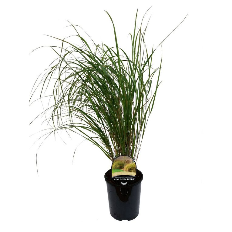 Landscape Grass Anemanthele Lessoniania Potted Plant 1.5L, , hi-res