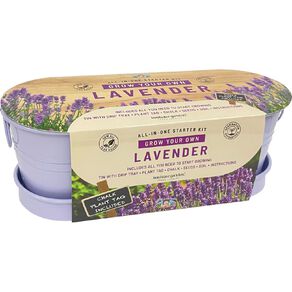 Boutique Garden Windowsill Tin - Lavender