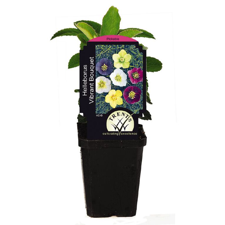 Hellebore (Winter Rose) 9cm Pot, , hi-res