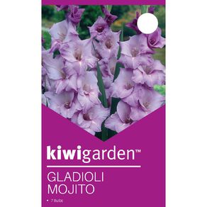 Kiwi Garden Gladioli Mojito 7 Pack