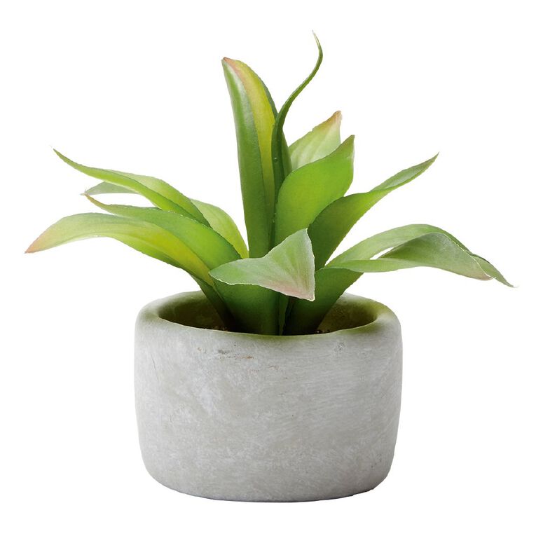 Living & Co Concrete Pot Agave Succulent 22.8cm x 22.8cm x 20.3cm Grey, , hi-res