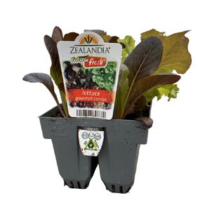 Growfresh Lettuce Gourmet Combo