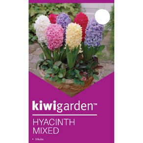 Kiwi Garden Hyacinth Mixed 3 Pack