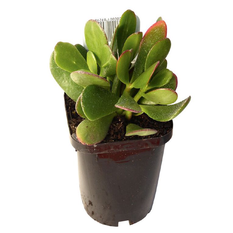 Succulents 9cm Pot, , hi-res