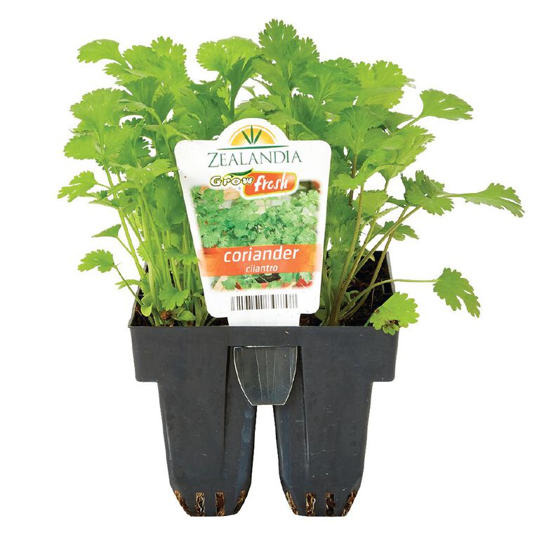 Growfresh Coriander, , hi-res