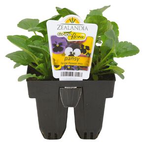 Growflora Pansy Large Flower Mix