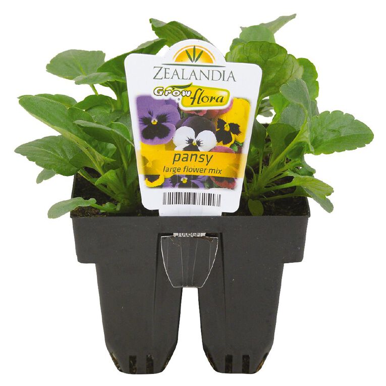 Growflora Pansy Large Flower Mix, , hi-res