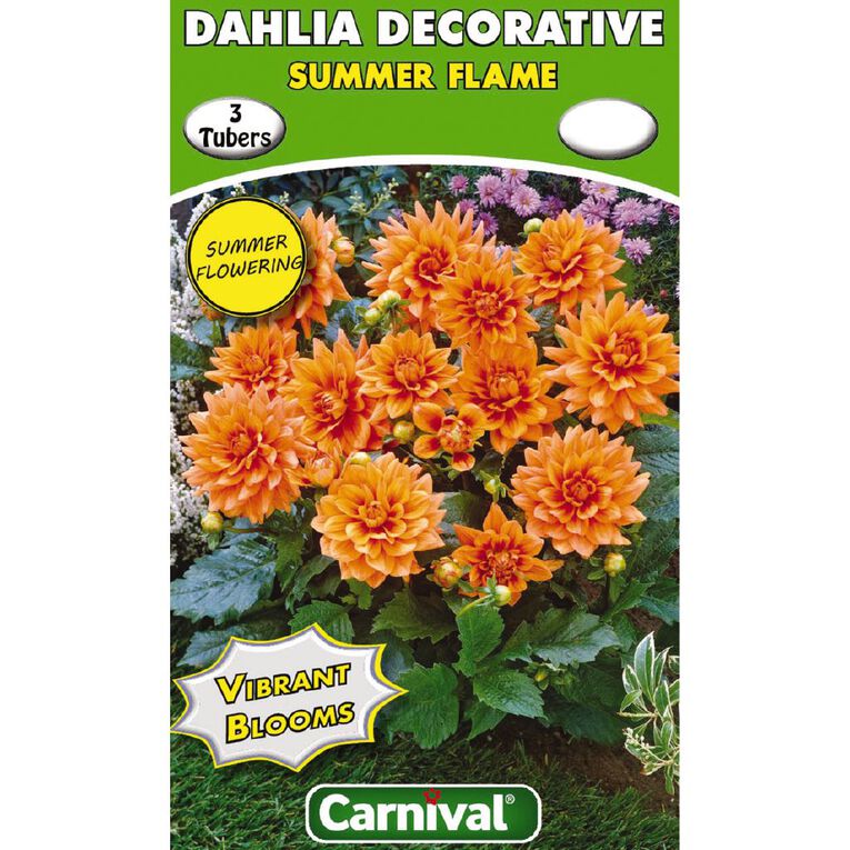 Kiwi Garden Dahlia Bulb Single Variety 3 Pack, , hi-res