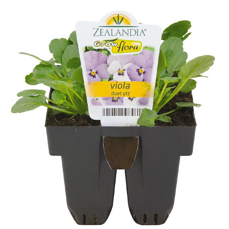 Growflora Viola Duet YTT, , hi-res