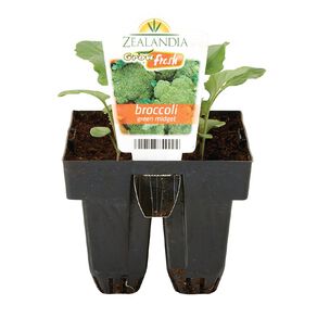 Growfresh Broccoli Green Mini