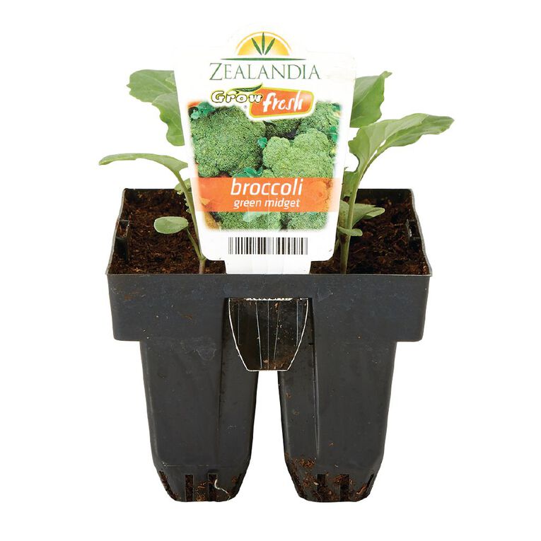 Growfresh Broccoli Green Mini, , hi-res