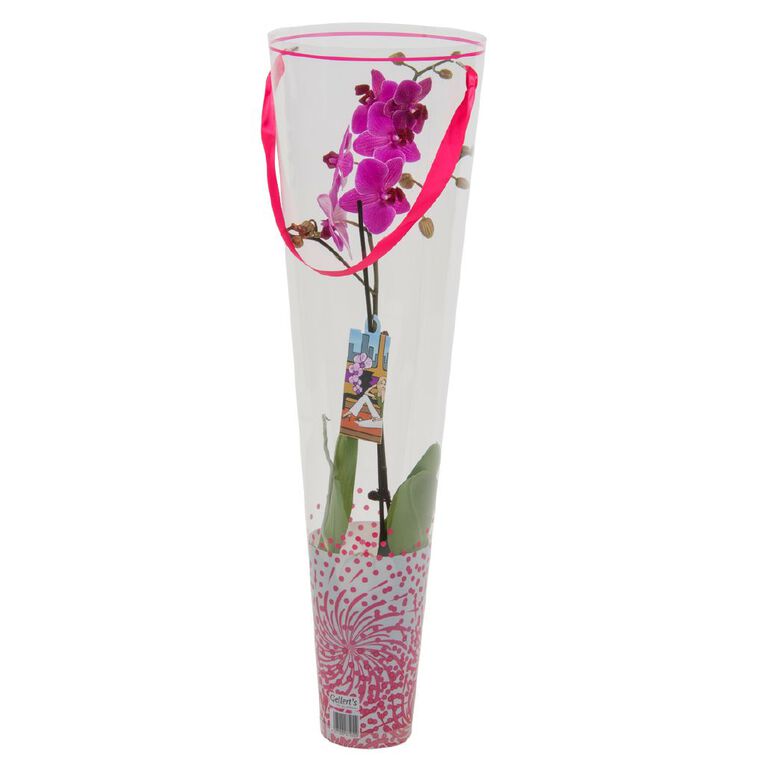 Phalaenopsis Orchid Promo Pot, , hi-res