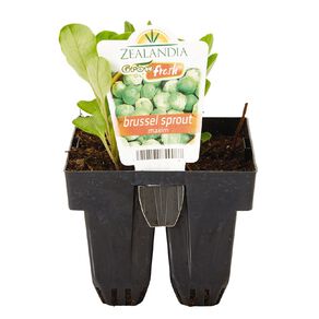 Growfresh Brussel Sprout Maxim