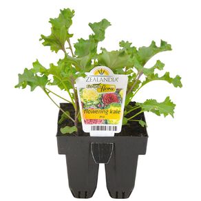 Growflora Flowering Kale Naoya Mix