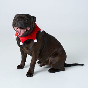 Wonderland Pet Santa Scarf Small