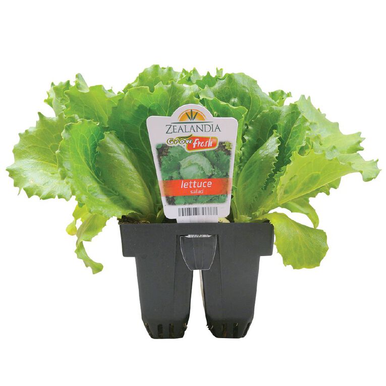 Growfresh Lettuce Salad, , hi-res