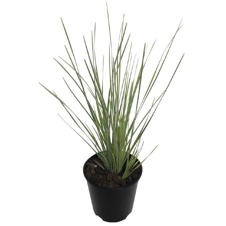 Lomandra White Sands Potted Plant 1.9L, , hi-res