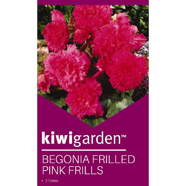 Kiwi Garden Begonia Tuber Frilled Single Variety 3 Pack, , hi-res