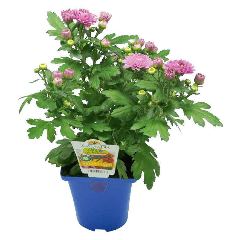 Chrysanthemum Gardenmums 10cm Pot, , hi-res