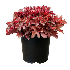 Heuchera Cherryberry 1.9L