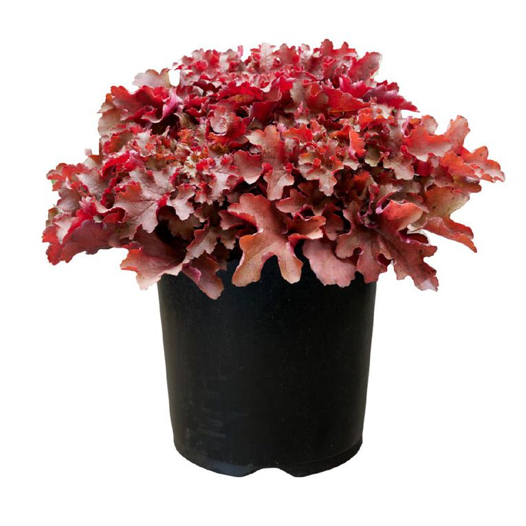 Heuchera Cherryberry 1.9L, , hi-res