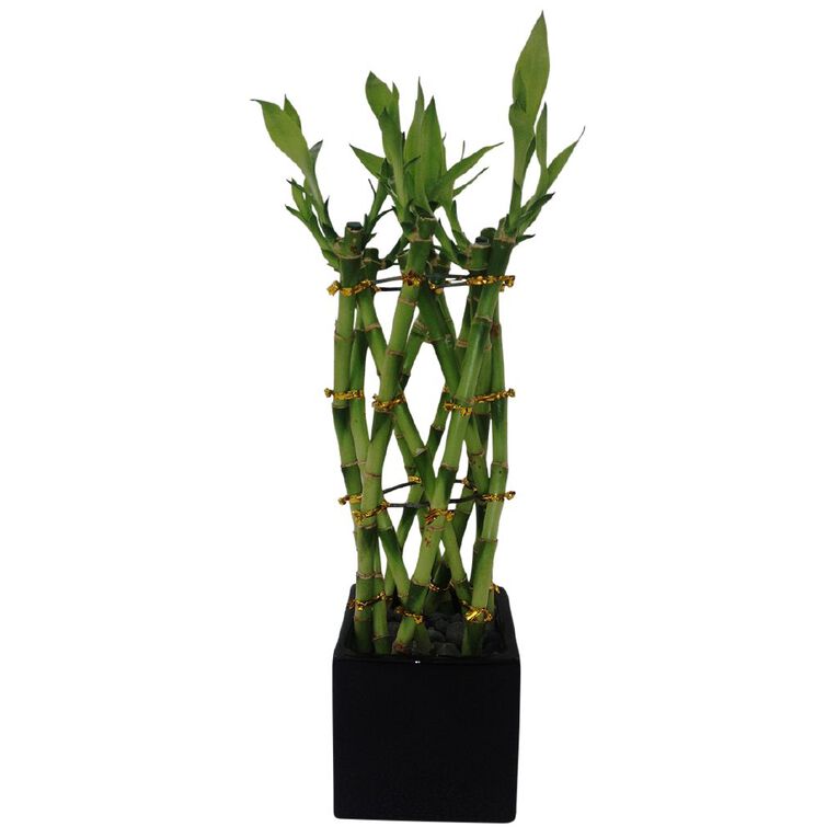 Indoor Lucky Bamboo Weave in Ceramic Pot, , hi-res