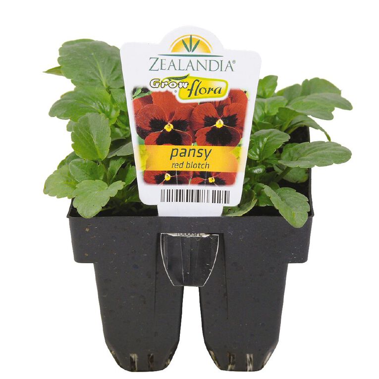 Growflora Pansy Red Blotch, , hi-res