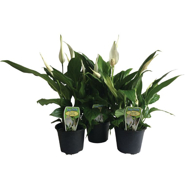 Spathiphyllum Cupido Peace Lily 10cm Pot The Warehouse