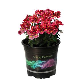 Nemesia Coral 14cm