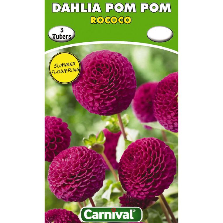 Kiwi Garden Dahlia Bulb Single Variety 3 Pack, , hi-res