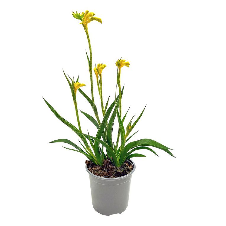 Anigozanthos 13cm, , hi-res