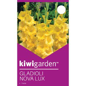 Kiwi Garden Gladioli Nova Lux 7 Pack