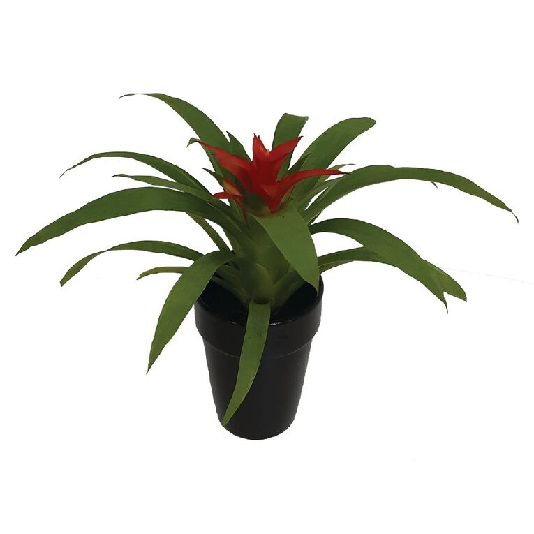 Bromeliad in Ceramic 9cm Pot, , hi-res