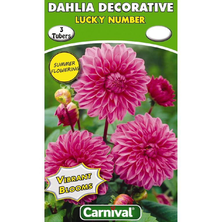 Kiwi Garden Dahlia Bulb Single Variety 3 Pack, , hi-res