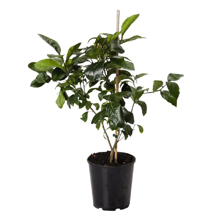 Citrus Lemon Meyer 4.7L Pot, , hi-res