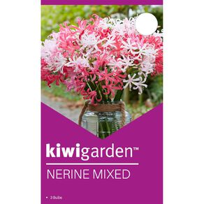 Kiwi Garden Nerine Mixed 3 Pack