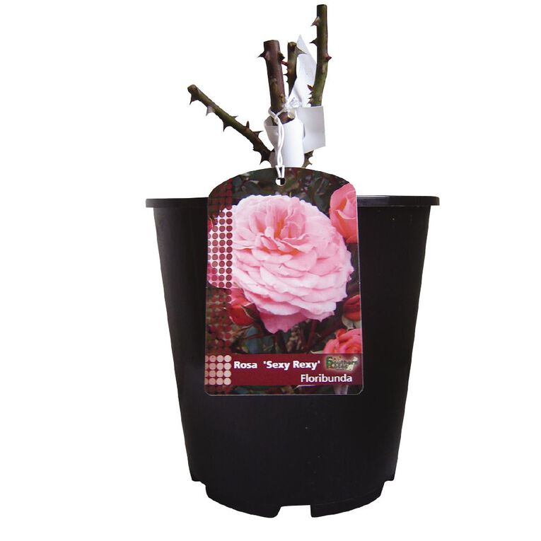 Summer Potted Rose, , hi-res