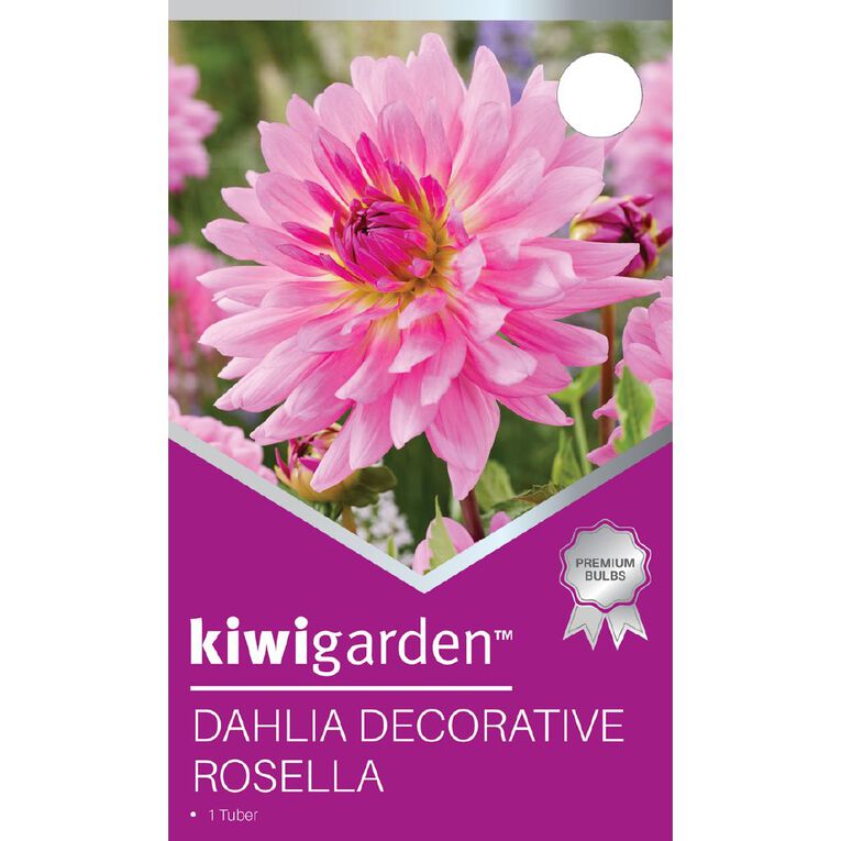 Kiwi Garden Dahlia Decorative Type 1 Pack, , hi-res