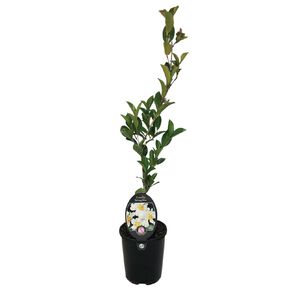 Camellia Setsugekka Potted Plant 1.5L
