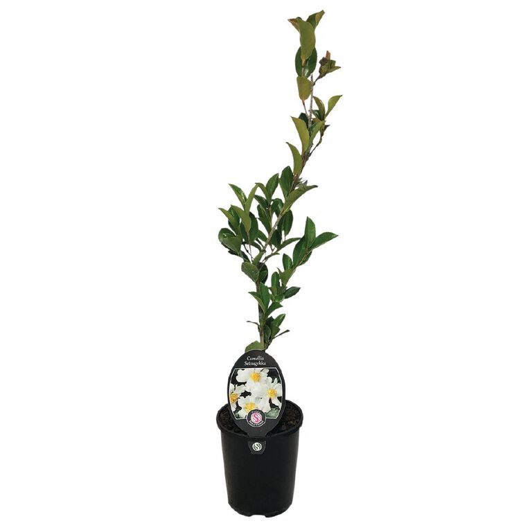 Camellia Setsugekka Potted Plant 1.5L, , hi-res