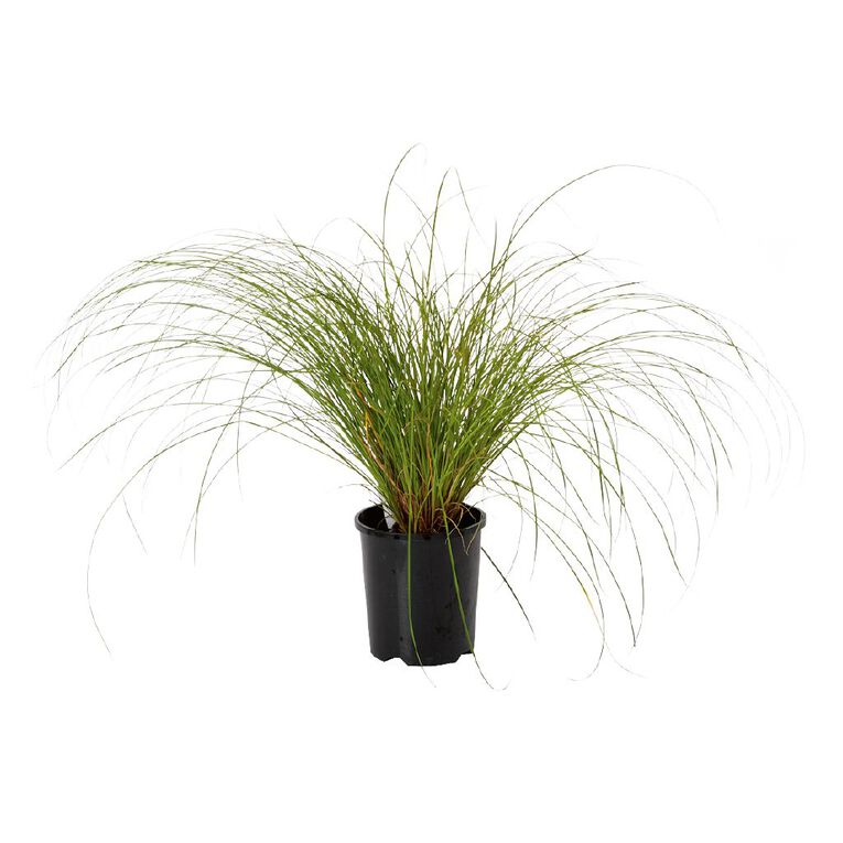 Carex Testacea 1.5L Pot, , hi-res