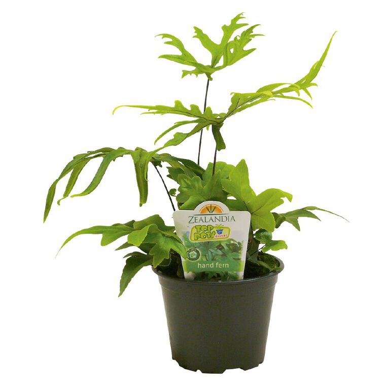 Indoor Top Pot Houseplant Pot - 10cm, , hi-res