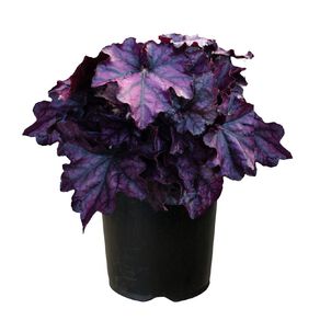 Heuchera Mulberry 1.9L